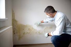 Best Basement Mold Removal in USA